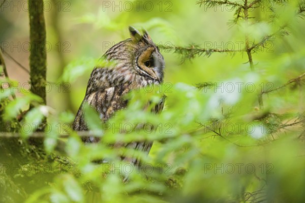One long-eared owl (Asio otus), sitting on a branch of a tree, between green leaves