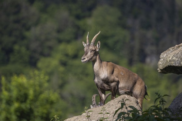 One adult female ibex (Capra ibex) standing on a rock. A forest in the background