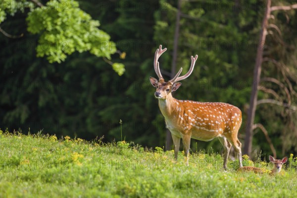 Sika deer stag (Cervus nippon) stands on hilly ground. A forest is in the background