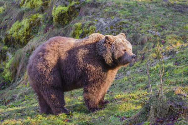 An adult female brown bear (Ursus arctos arctos) walks through hilly terrain with trees and rocks