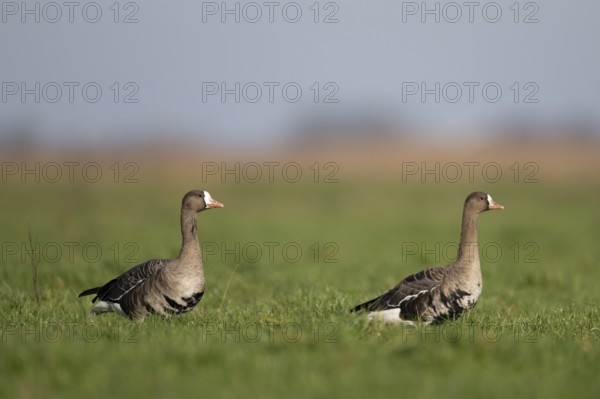 White-fronted goose (Anser albifrons), Texel, Netherlands
