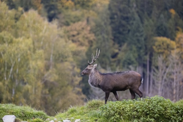 A Japanese sika deer (Cervus nippon nippon) stag runs across a meadow. In the background is a forest with autumn leaves