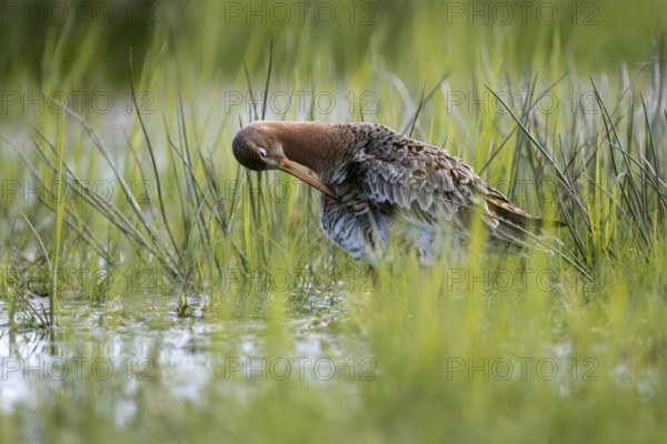 Black-tailed godwit (Limosa limosa), preening itself, plumage care, in a wet meadow, backlit, Ochsenmoor, Dümmer, Lemförde, Lower Saxony, Germany, Europe