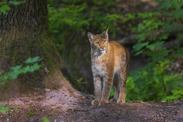 A Eurasian lynx, (Lynx lynx) stands next to a big tree in a forest