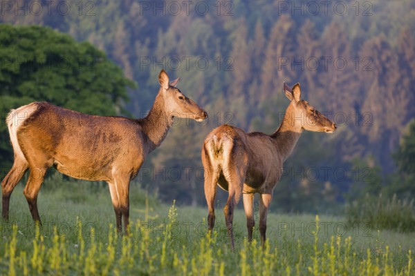 Two Altai maral hinds, Altai wapiti or Altai elk (Cervus canadensis sibiricus) stand in a meadow in the very first light of the day