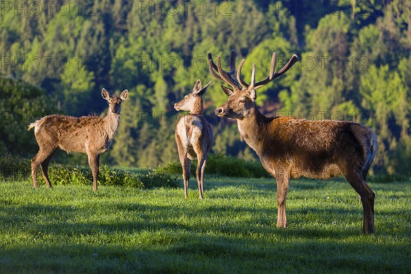 One male Altai maral, Altai wapiti or Altai elk (Cervus canadensis sibiricus) stands on a meadow together with two female in the first light of the day