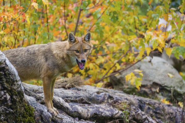One golden jackal (Canis aureus) stands on a fallen tree trunk. Behind him is a tree in intense autumn colours