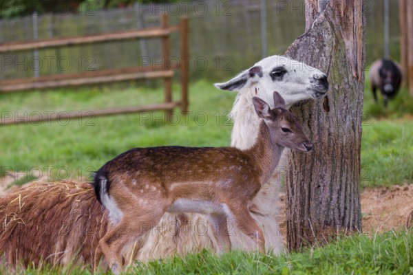 A female Llama (Lama guama) and a Red deer calf (Cervus elaphus) being friends