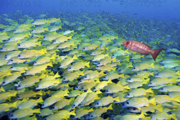 School of fish Blue-striped snapper (Lutjanus kasmira), Indo-Pacific bigeye perch, (Priacanthus hamrur), Tuamotu Archipelago, French Polynesia, South Pacific, Pacific Ocean, Oceania