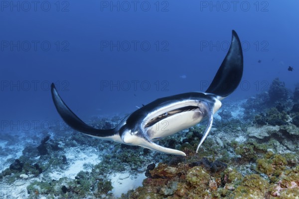 Reef Manta (Manta alfredi), from front, frontal, swimming on coral reef above cleaning station, Tuamotu Archipelago, French Polynesia, South Pacific, Pacific Ocean, Oceania