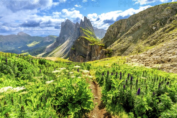 Scenic hiking path amidst lush wildflowers, leading towards the impressive seceda peaks in the dolomites, italy, under a vibrant summer sky