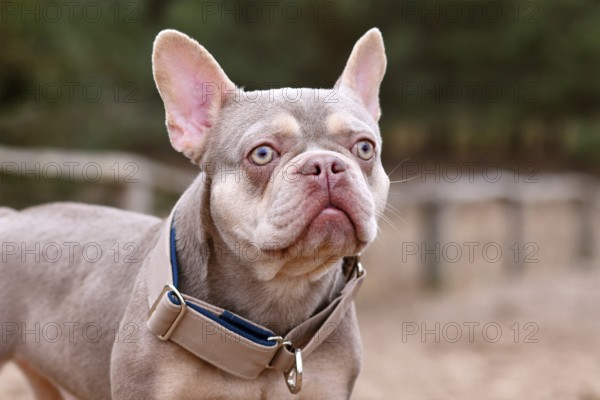 New Shade Isabella orange Tan colored French Bulldog with wide dog pull stop collar