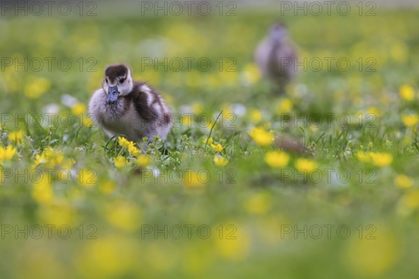 Chicks of the Nile Goose (Alopochen aegyptiaca) freshly hatched, park in spring with spring flowers. Baden-Württemberg, Germany, Europe