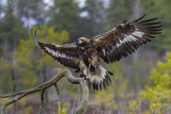 European golden eagle (Aquila chrysaetos chrysaetos) landing on branch with spread wings in moorland, heathland