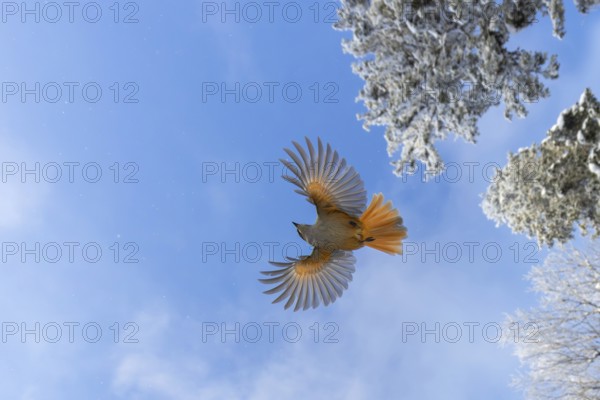 Siberian jay (Perisoreus infaustus, Corvus infaustus) flying among spruce trees in snow covered taiga in winter, Scandinavia