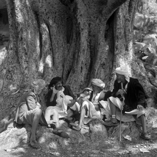 Men sitting under a very old tree in Wadi Dar, Yemen, Asia