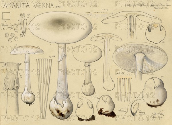 Mushroom, Mushrooms, Spring Button mushroom, Amanita verna, syn. Amanita decipiens, Amanita verna var. decipiens, authentic reproduction of an illustration by Hans Walty (1868-1948) from about 1915, historical