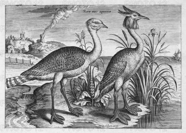Waterfowl, copperplate engraving by Adriaen Collaert, from Avium Vivae Icones, the series of birds, around 1600, Antwerp