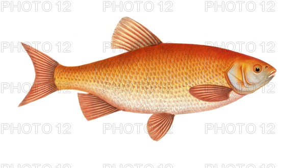 Fish, Fish, Genus of carp fish, Cyprinus orfus, Orfe, The Orf, Historical, digitally restored reproduction from a 19th century original, Record date not stated
