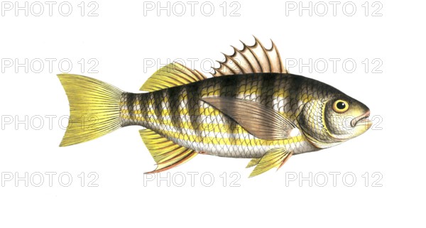 Fish, fish, genus of the umber family, Sciaena plumieri, striped umber, Plumier's umber, Historical, digitally restored reproduction from a 19th century original, Record date not stated