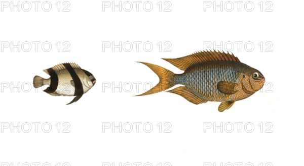 Fish, fishes, left: Genus butterflyfish, butterflyfish, Chaetodon aruanus, the Schwartzkopf. right: genus butterflyfish, Chaetodon pavo, the Indian peacock, Historical, digitally restored reproduction from a 19th century original, Record date not stated