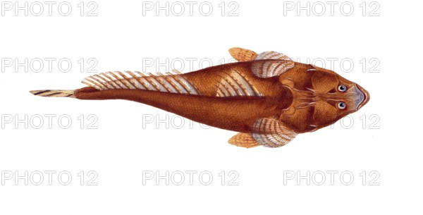 Fish, Pisces, Platycephalus spathula, the Shovel, Historical, digitally restored reproduction from a 19th century original, Record date not stated