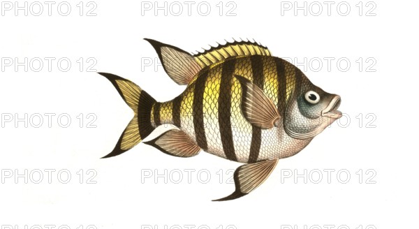 Fish, Fishes, Genus Butterflyfish, Butterflyfish, Chaetodon marginatus, the bordered clifffish, Historical, digitally restored reproduction from a 19th century original, Record date not stated