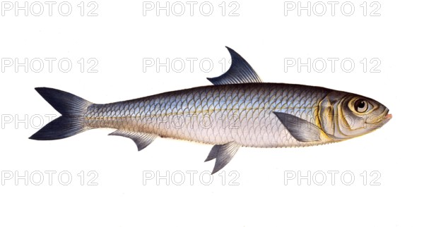 Fish, Fish, Fish genus Herring, Clupea pilchardus, Sardina pilchardus, Atlantic or European sardine, European pilchard, Historical, digitally restored reproduction from a 19th century original, Record date not stated