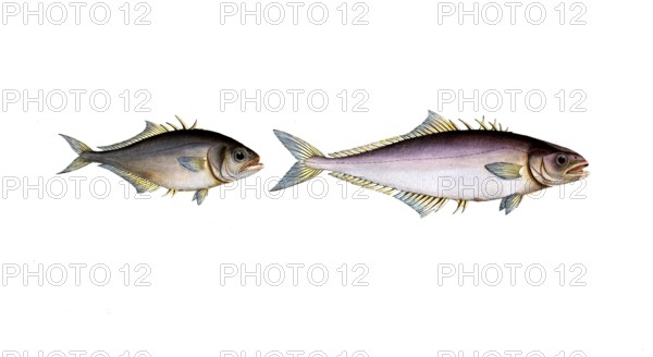Fish, fish, left: Group of perch relatives, Scomber calcar, Der Sporn, the Spur-back. right: Group of perch relatives, Scomber aculeatus, der spanische horse-rider, the Cross-spine, Historic, digitally restored reproduction from a 19th century original, Record date not stated