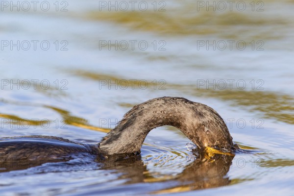 Humboldt Cormorant (Phalacrocorax brasilianus) Pantanal Brazil