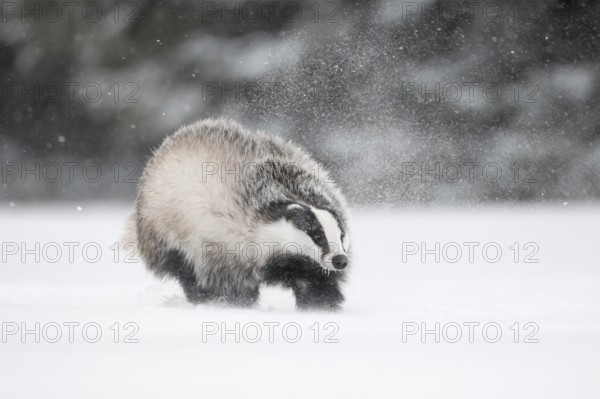Badger in the snow, Wittlich, Rhineland-Palatinate, Germany, Europe