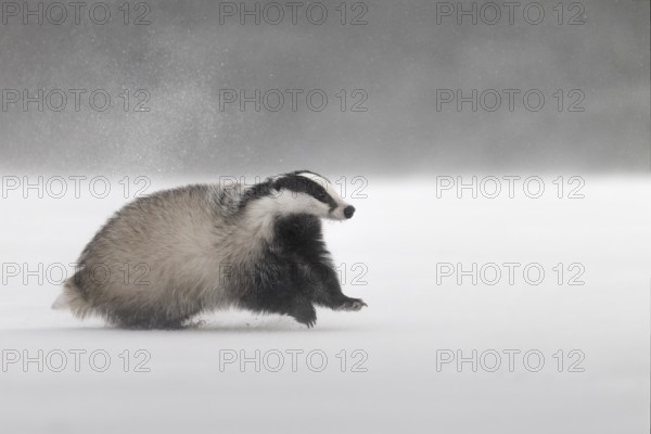 Badger in the snow, Wittlich, Rhineland-Palatinate, Germany, Europe