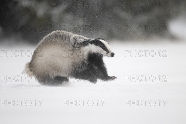 Badger in the snow, Wittlich, Rhineland-Palatinate, Germany, Europe