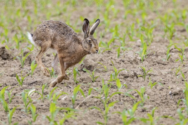 European hare (Lepus europaeus) Germany