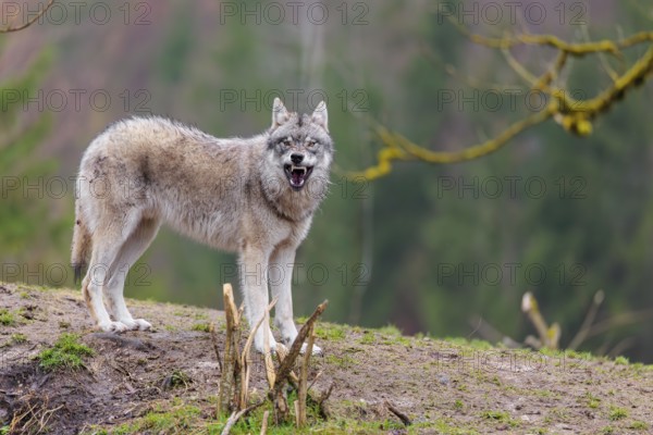 A grey wolf (Canis lupus lupus) stands growling on a hill on a cloudy day. A forest can be seen in the background