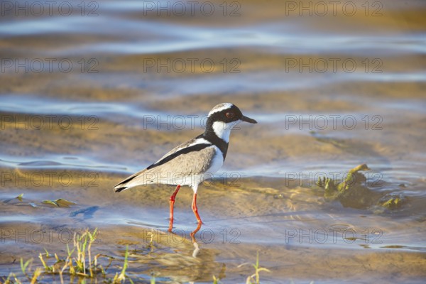 Cayenne plover (Vanellus cayanus) Pantanal Brazil