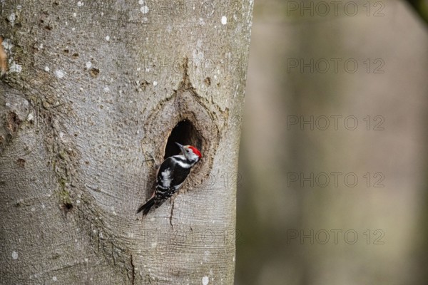Middle spotted woodpecker (Dendrocopus medius) Germany