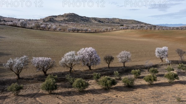 Aerial view, blossoming almond trees, plantation, Andalusia, Spain, Europe
