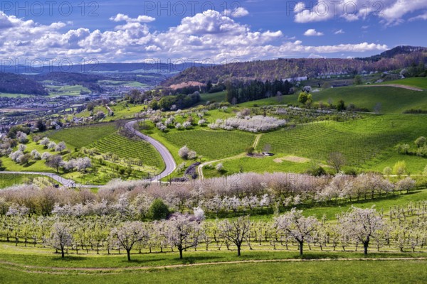 Cherry trees in bloom in a hilly landscape, Sissach, Canton Basel-Landschaft, Switzerland, Europe