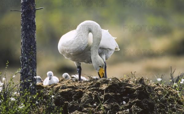 Whooper swan. cygnus cygnus. whooper swan standing on the nest with new born cygnets close by