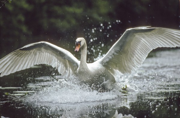 Mute swan. Cygnus olor. A swan lands on a river. Forest of La Wantzenau. Region of Alsace. France