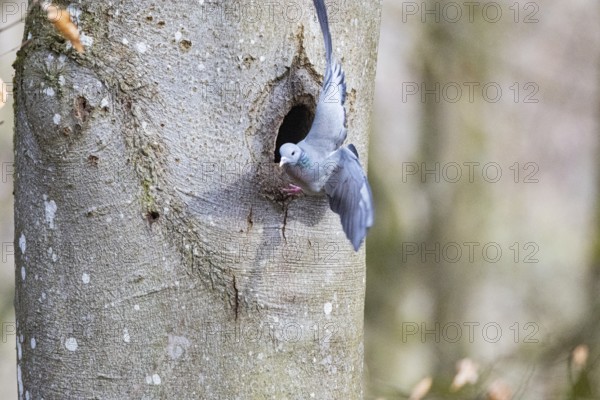 Stock Dove (Columba oenas) at Black Woodpecker Cave Germany