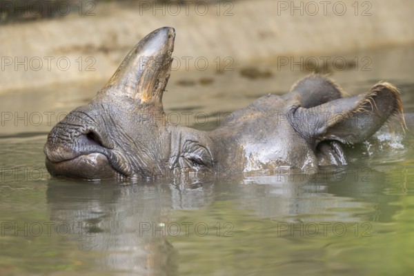 Square-lipped rhinoceros (Ceratotherium simum) swimming in the water, captive, Bavaria, Germany, Europe