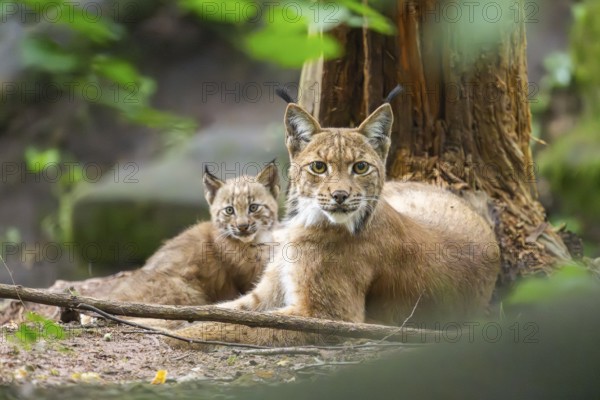 Eurasian lynx (Lynx lynx) mother with her youngsters (cubs) in a forest, Bavaria, Germany, Europe