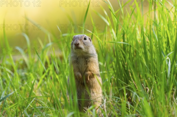 European ground squirrel (Spermophilus citellus) on a meadwo, Bavaria, Germany, Europe