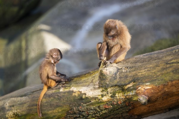 Gelada (Theropithecus gelada) mother with her youngster sitting on a tree trunk, captive, Germany, Europe