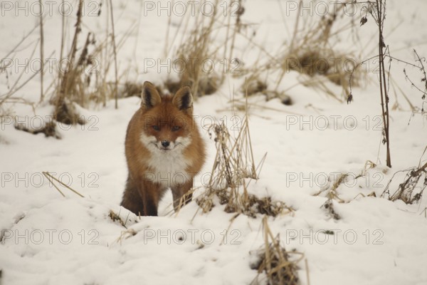 Fox (Vulpes vulpes) safe in the snow, Allgäu, Bavaria, Germany, Allgäu, Bavaria, Germany, Europe