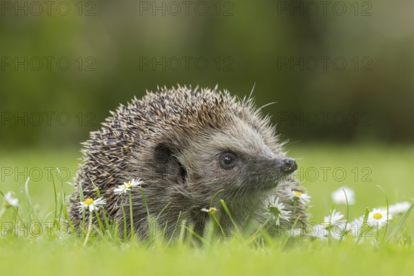 European hedgehog (Erinaceus europaeus) adult animal on a garden grass lawn with flowering daisy flowers in the summer, Suffolk, England, United Kingdom, Europe
