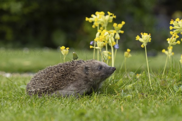 European hedgehog (Erinaceus europaeus) adult animal on an urban garden grass lawn in the spring with flowering Cowslip plants, England, United Kingdom, Europe