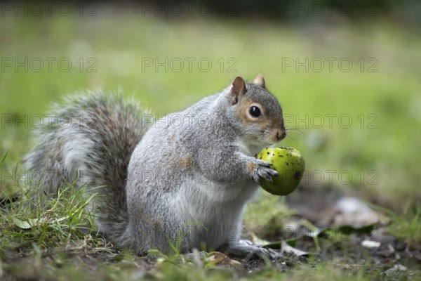 Grey squirrel (Sciurus carolinensis) adult animal feeding on a Walnut tree nut in the winter, England, United Kingdom, Europe